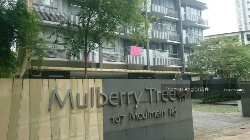 Mulberry Tree — photo 18