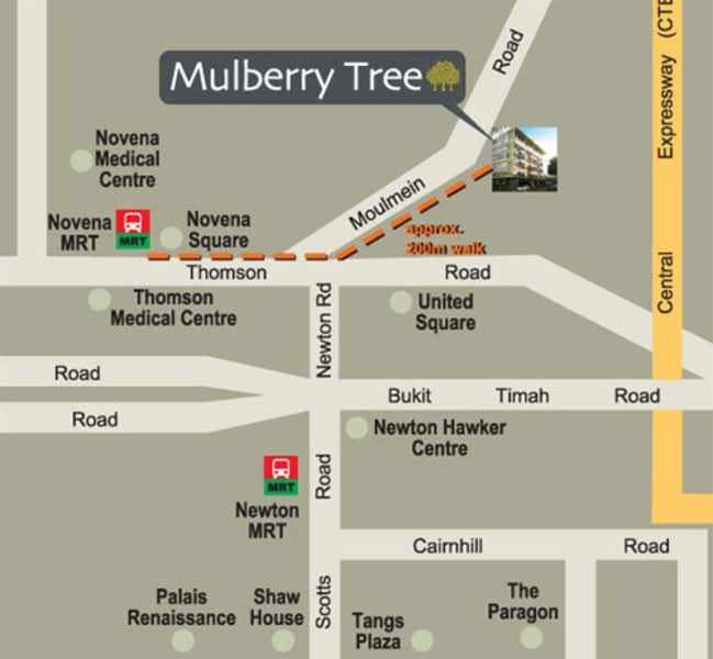 Mulberry Tree — photo 13